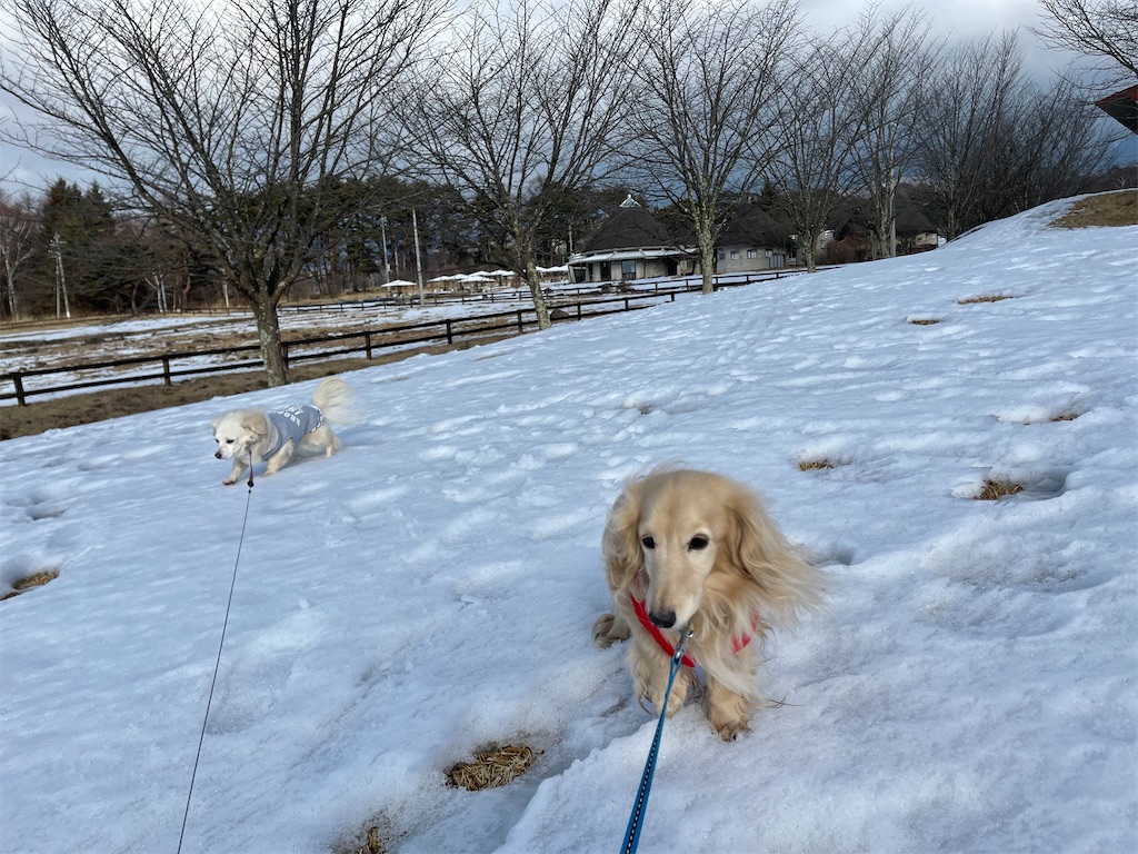 f:id:captaindog082:20210207163651j:image