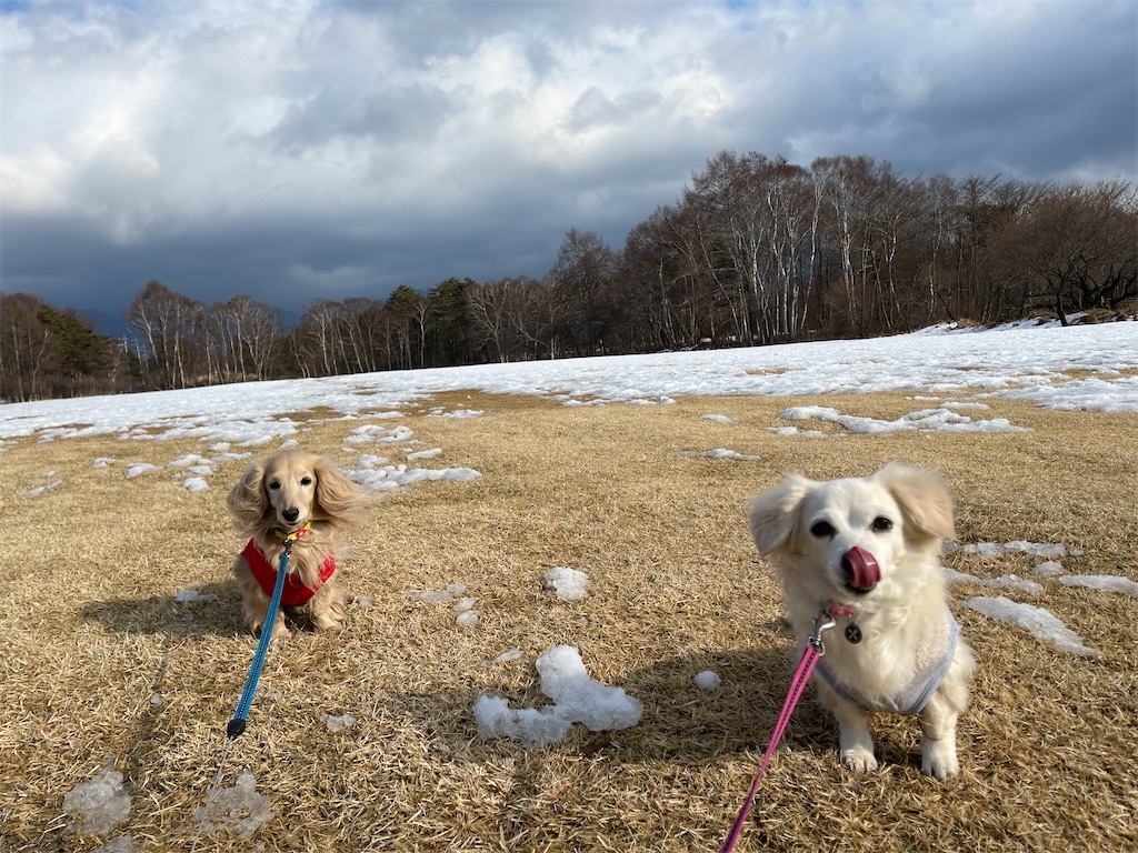 f:id:captaindog082:20210207163655j:image