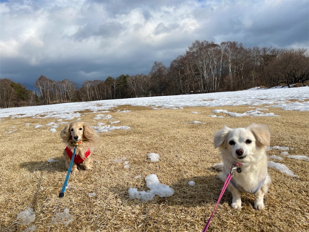 f:id:captaindog082:20210207163659j:image