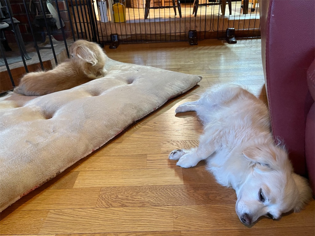 f:id:captaindog082:20210208081827j:image