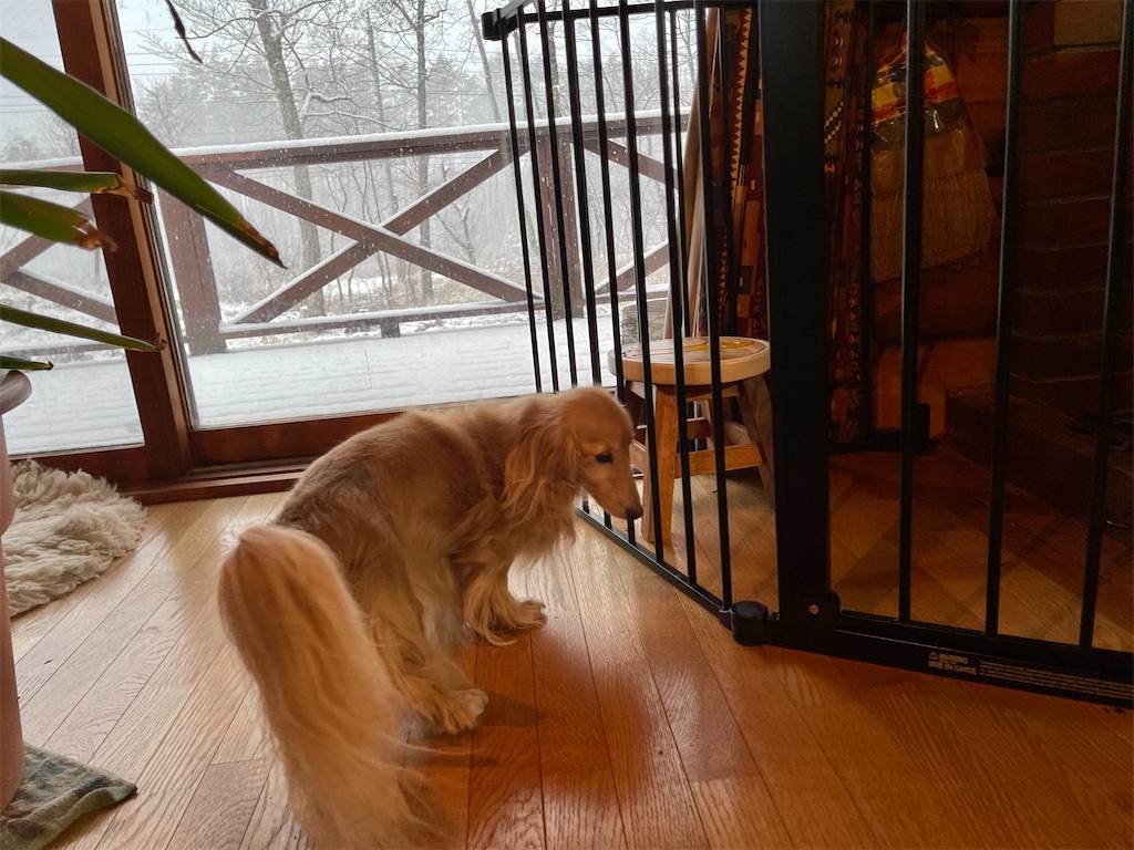 f:id:captaindog082:20210208081837j:image