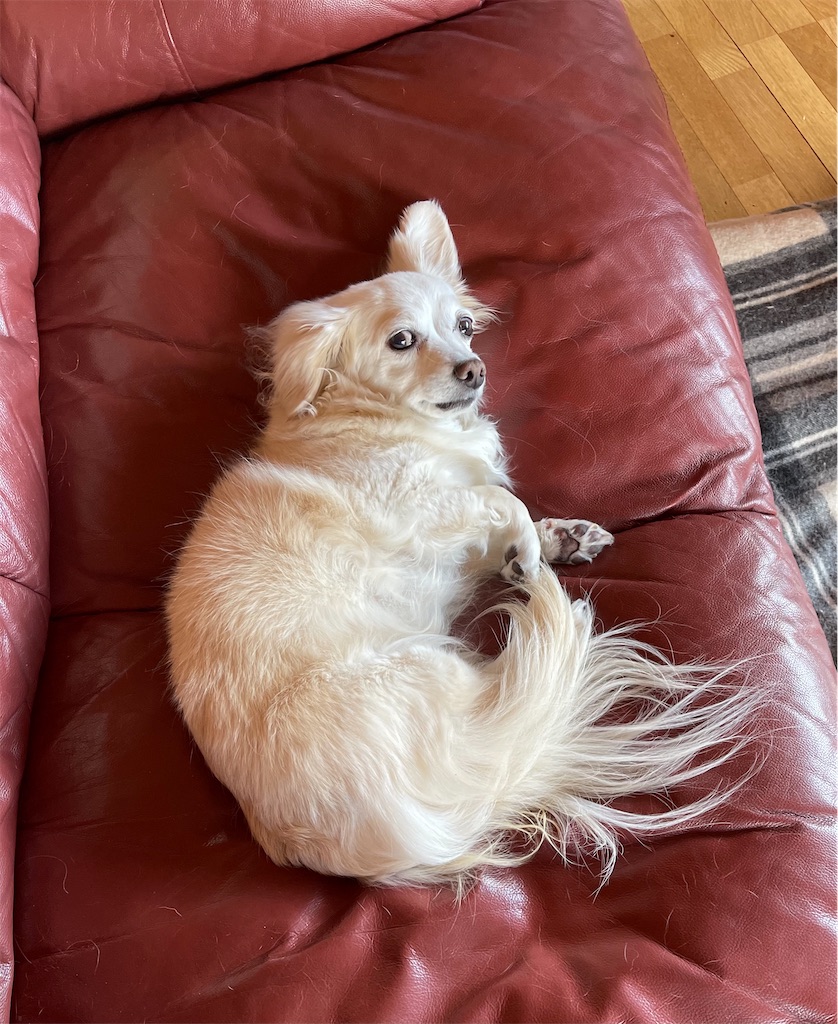 f:id:captaindog082:20210209162245j:image