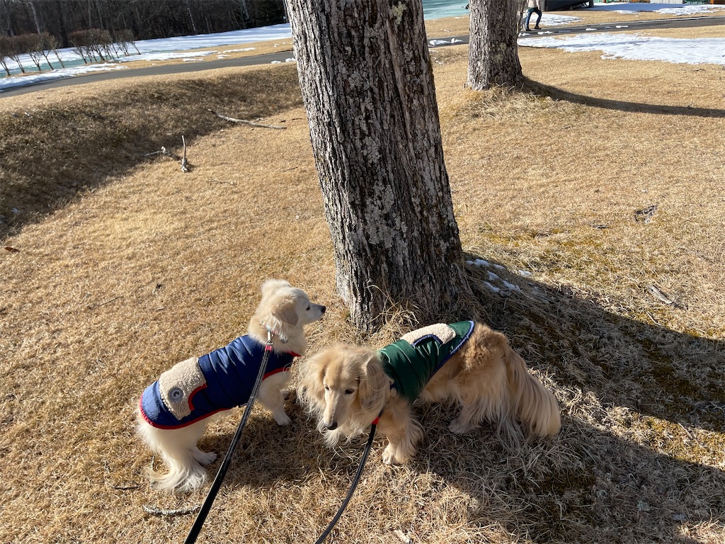 f:id:captaindog082:20210211174123j:image