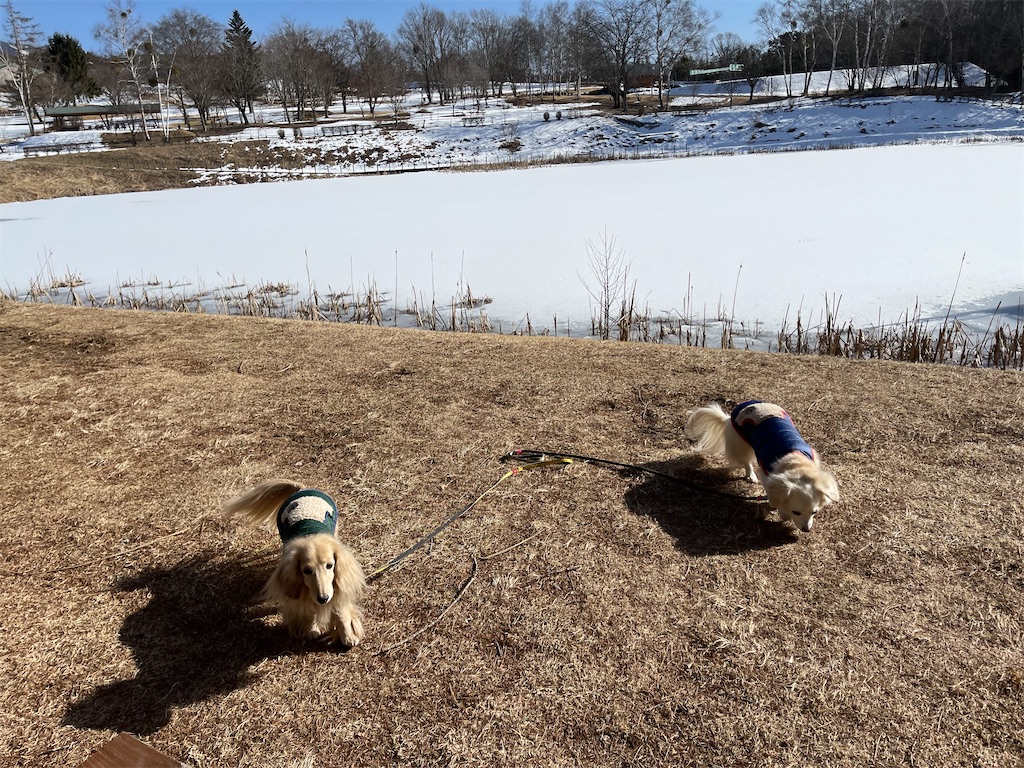 f:id:captaindog082:20210211174126j:image