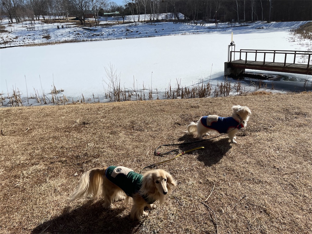 f:id:captaindog082:20210211174130j:image