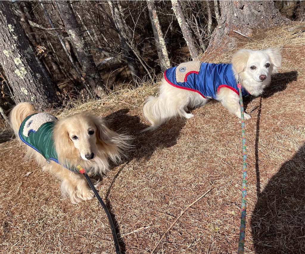 f:id:captaindog082:20210211174205j:image