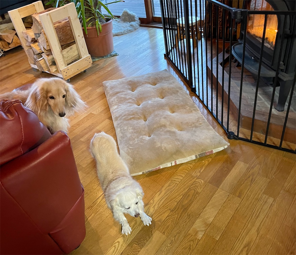 f:id:captaindog082:20210212083505j:image