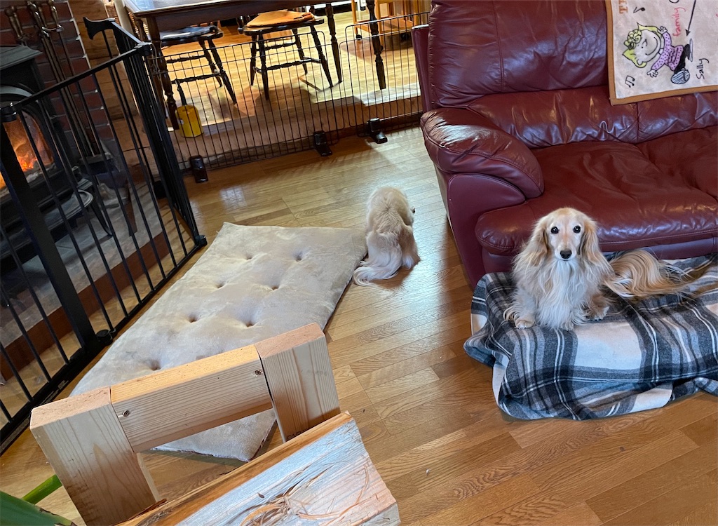 f:id:captaindog082:20210212083508j:image