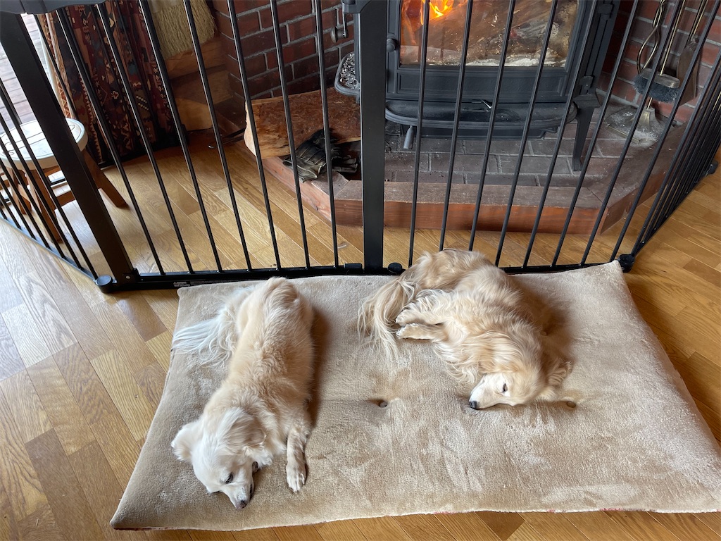 f:id:captaindog082:20210212215836j:image