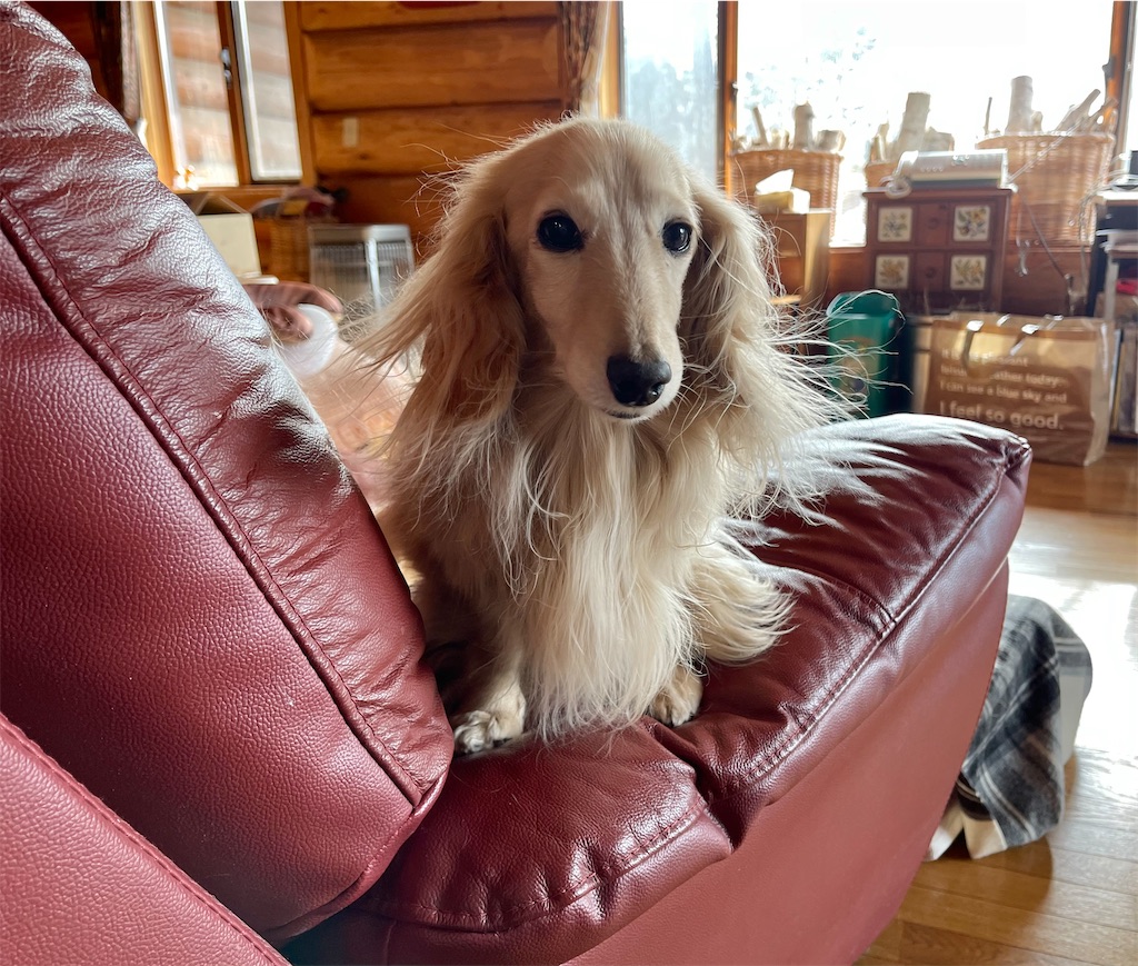 f:id:captaindog082:20210212215839j:image