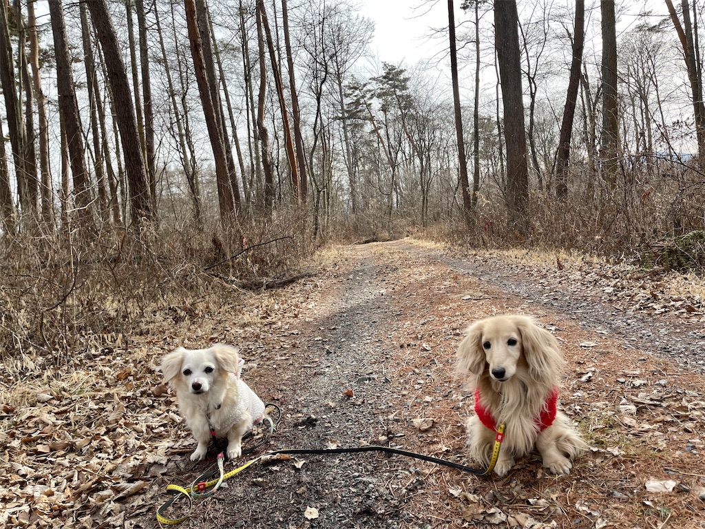 f:id:captaindog082:20210212223357j:image