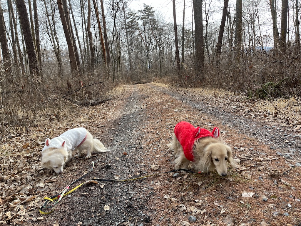 f:id:captaindog082:20210212223401j:image