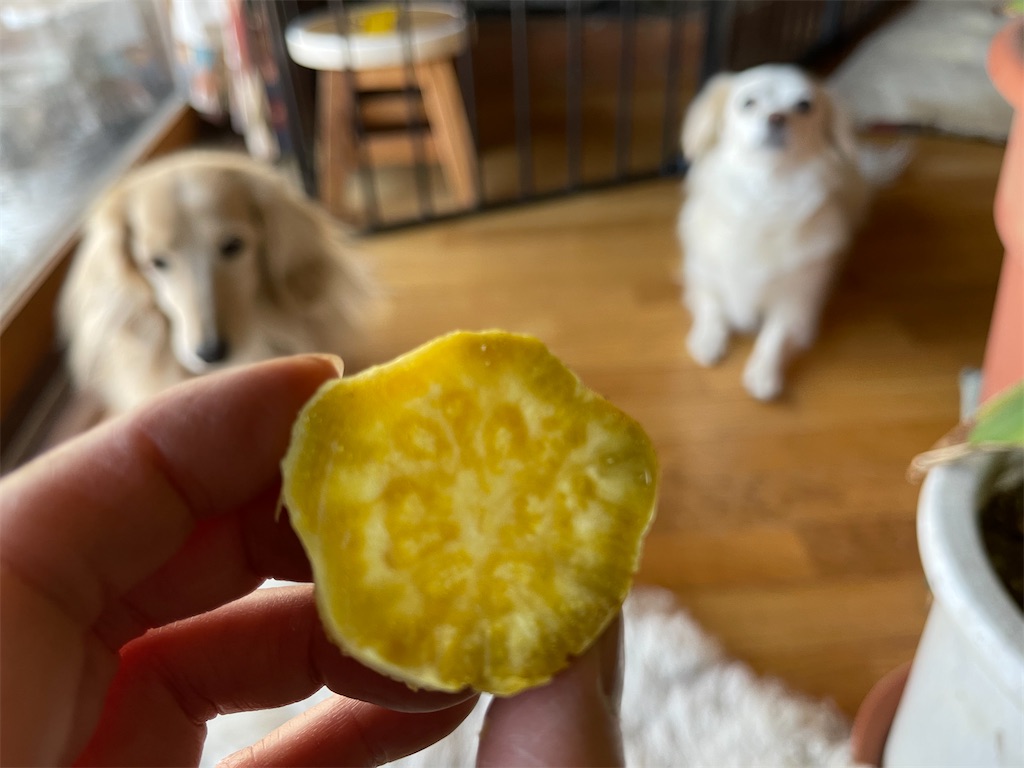 f:id:captaindog082:20210214121450j:image f:id:captaindog082:20210214121450j:image