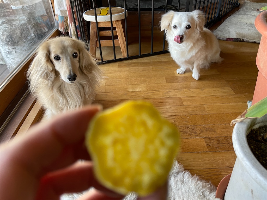 f:id:captaindog082:20210214121453j:image f:id:captaindog082:20210214121453j:image