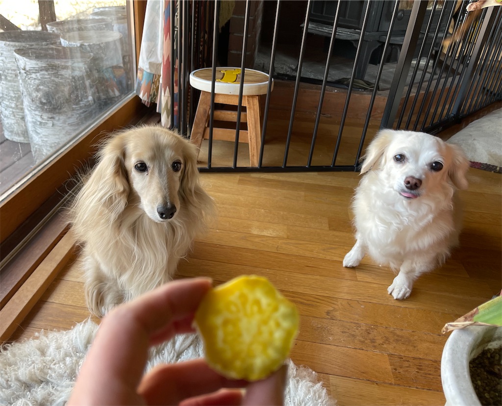 f:id:captaindog082:20210214121456j:image f:id:captaindog082:20210214121456j:image