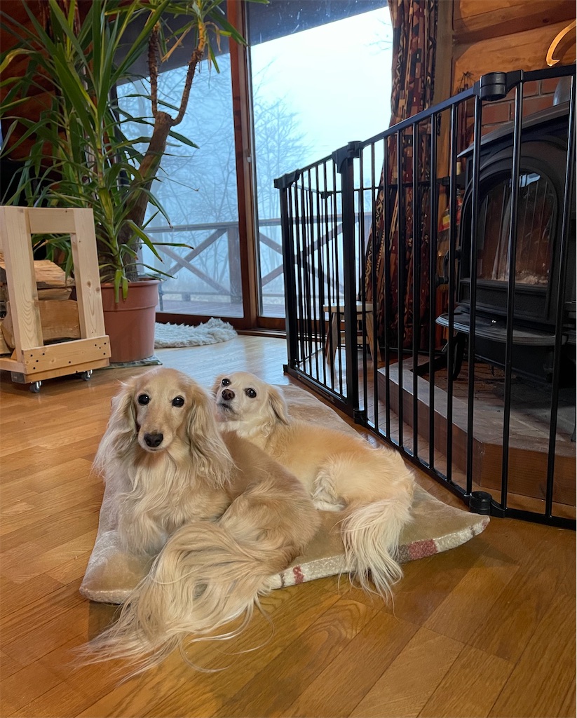 f:id:captaindog082:20210215090415j:image