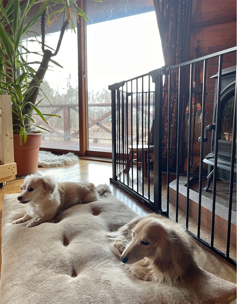 f:id:captaindog082:20210216133902j:image