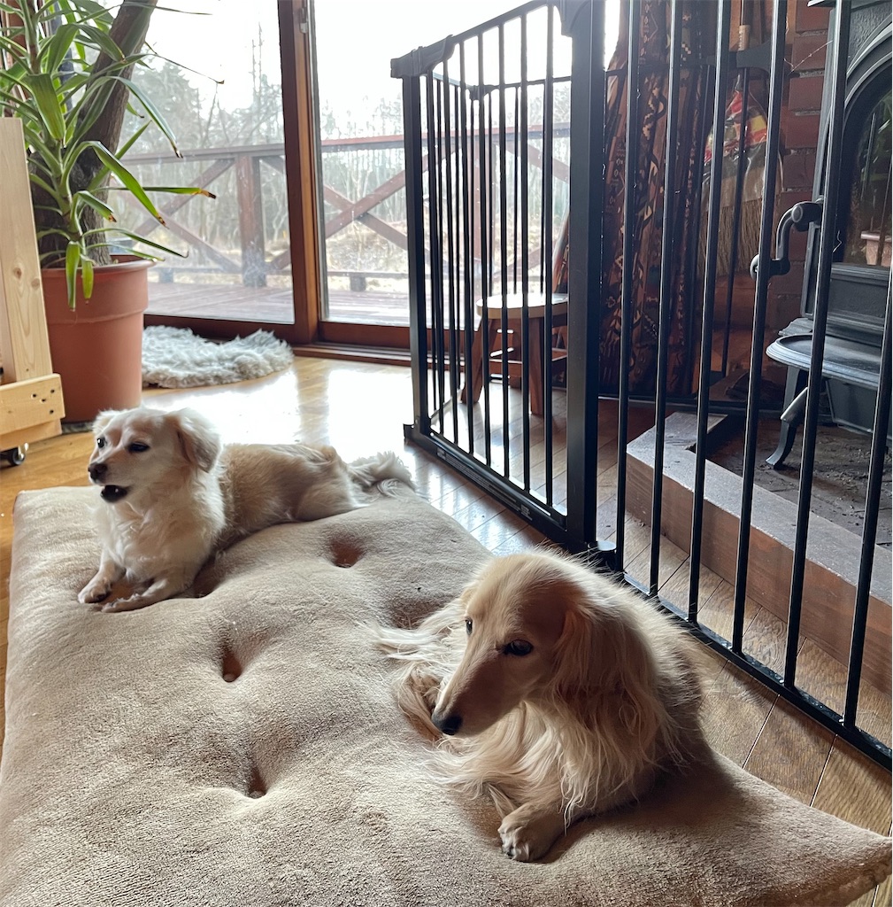 f:id:captaindog082:20210216133906j:image