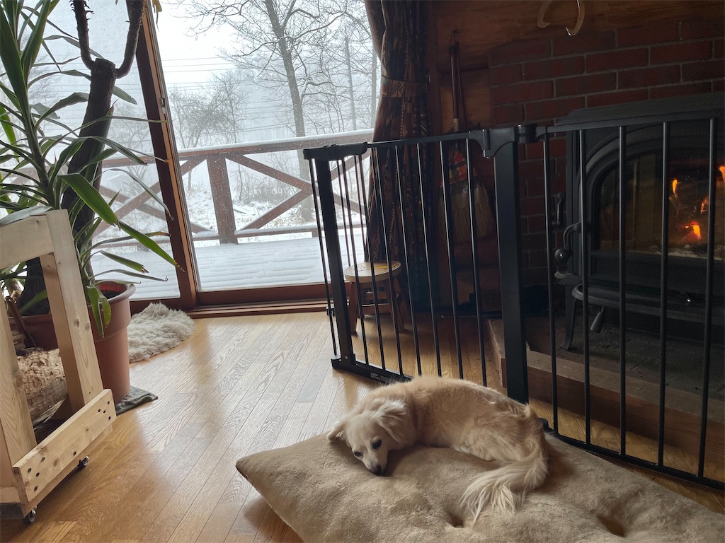 f:id:captaindog082:20210217114522j:image