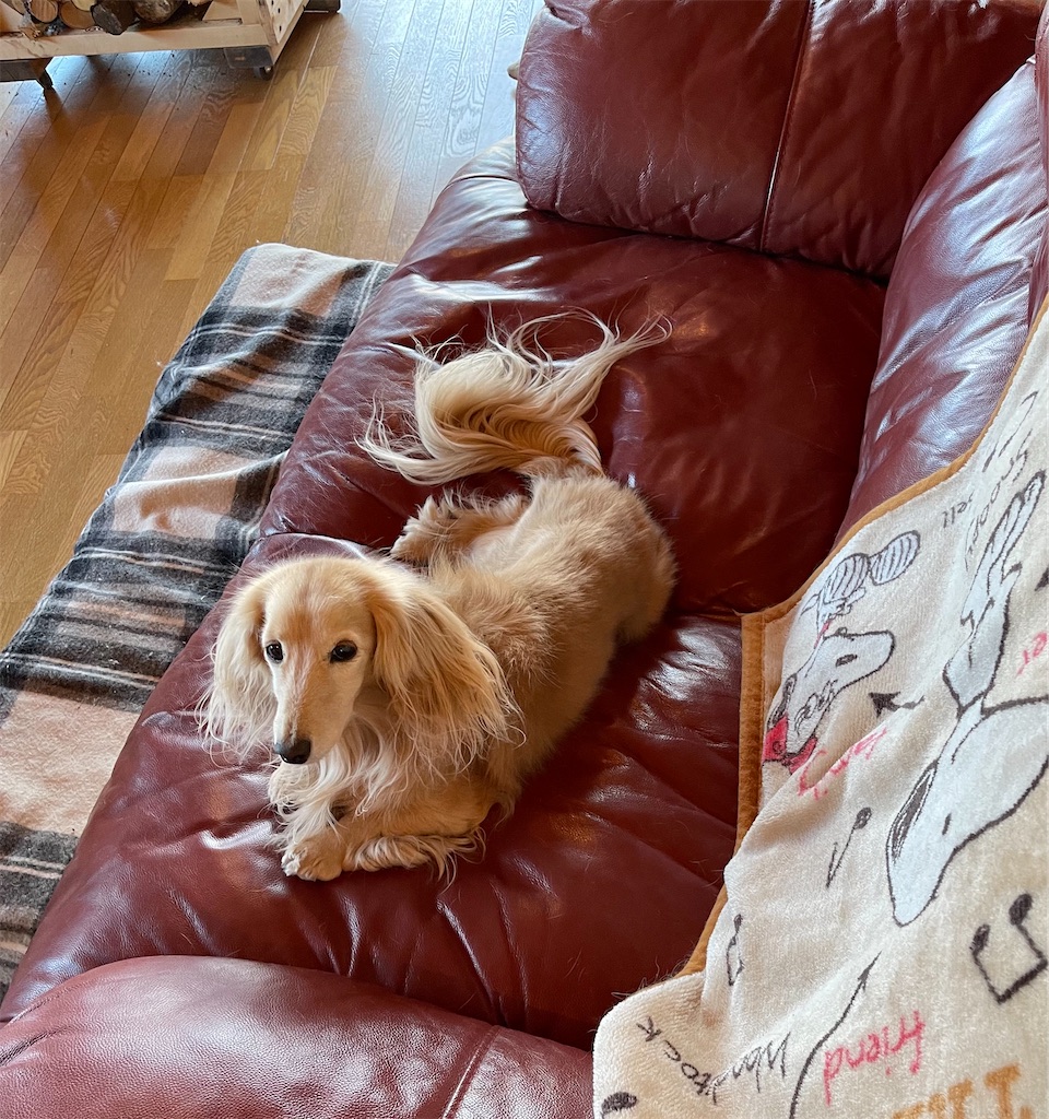 f:id:captaindog082:20210219084916j:image