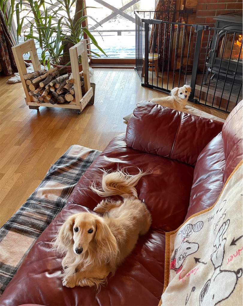 f:id:captaindog082:20210219084920j:image