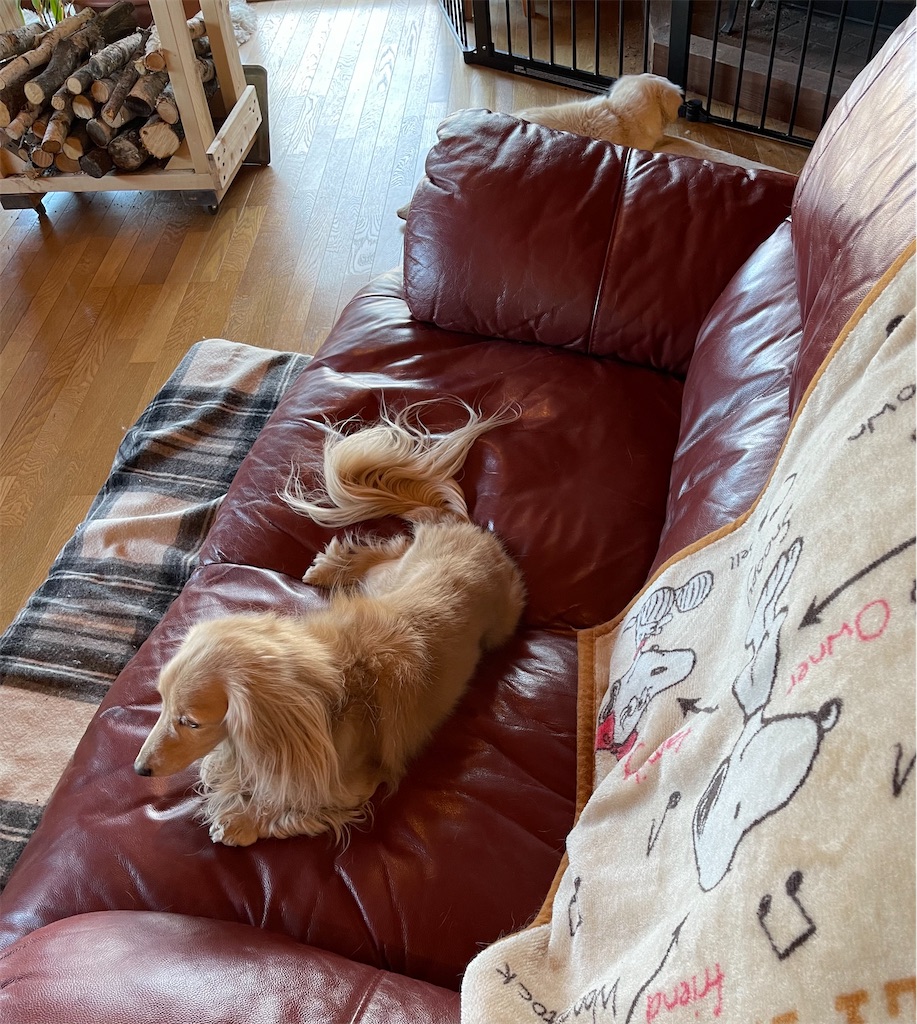 f:id:captaindog082:20210219084925j:image