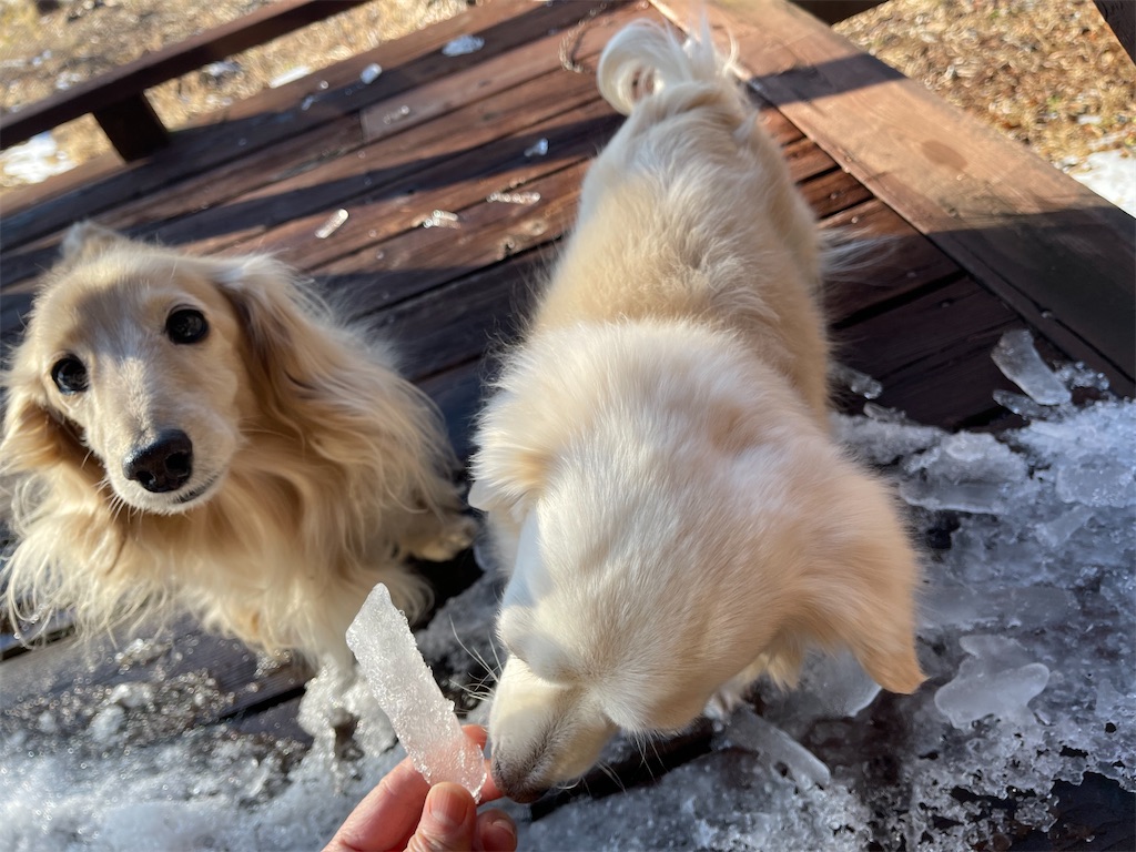 f:id:captaindog082:20210219204728j:image