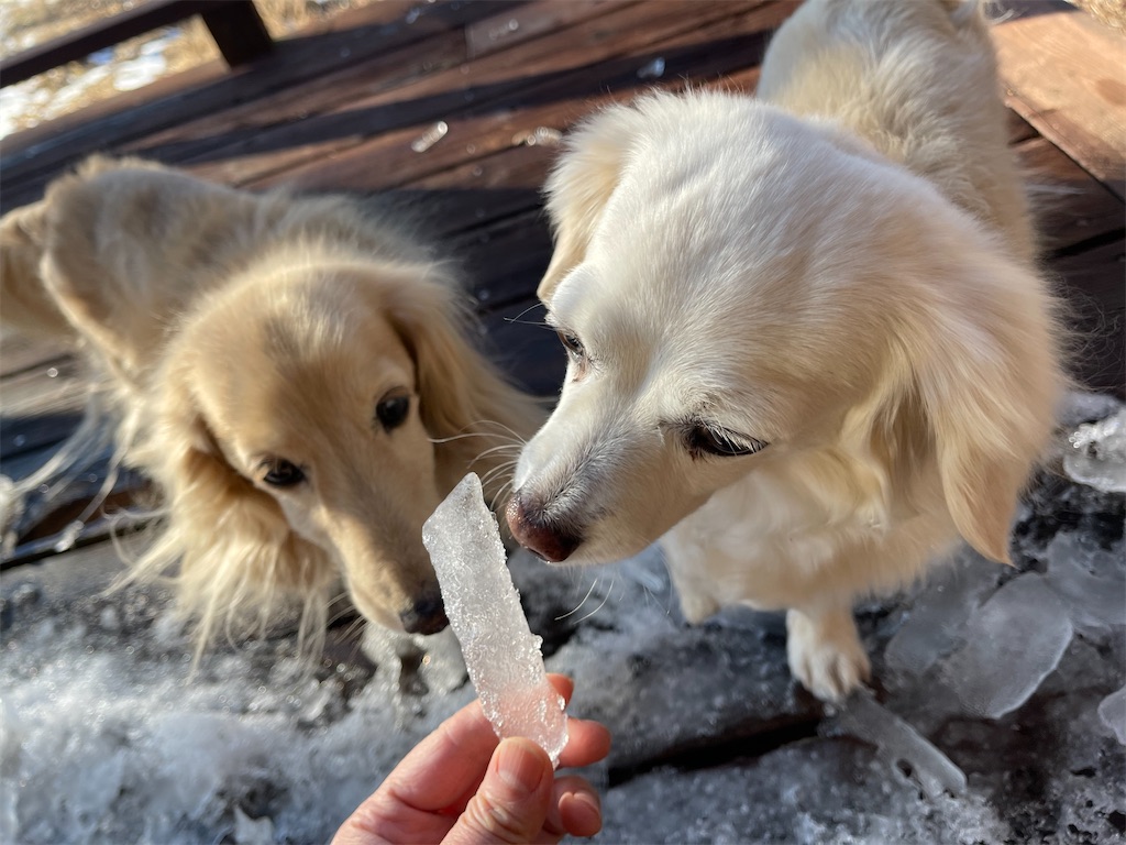 f:id:captaindog082:20210219204736j:image