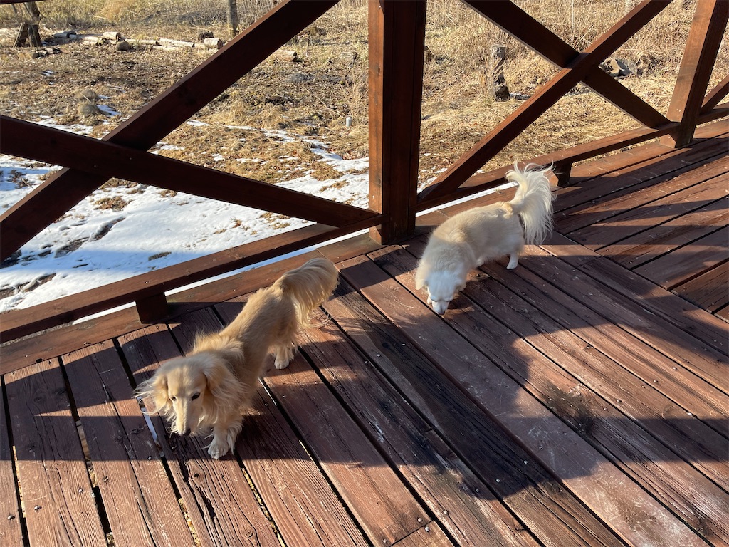 f:id:captaindog082:20210219204748j:image