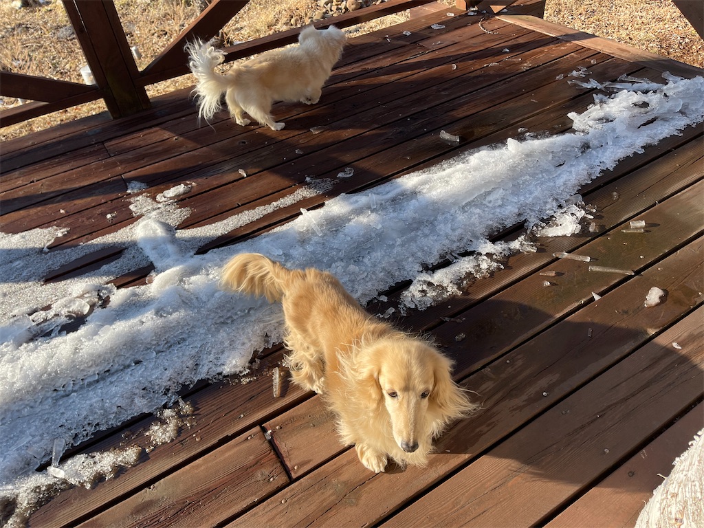 f:id:captaindog082:20210219204809j:image