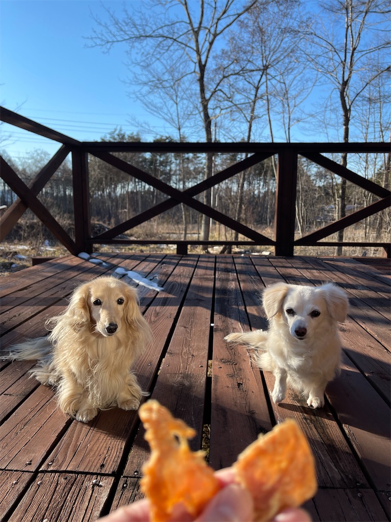 f:id:captaindog082:20210219220218j:image