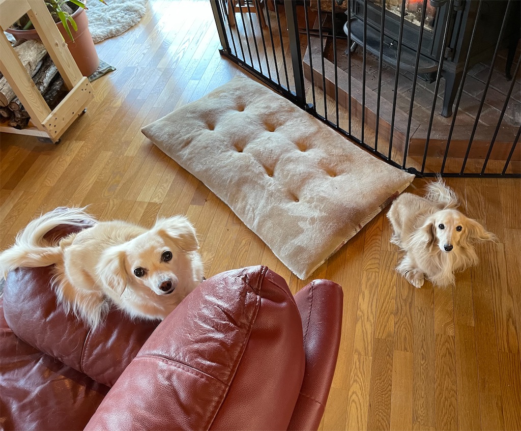 f:id:captaindog082:20210220090226j:image