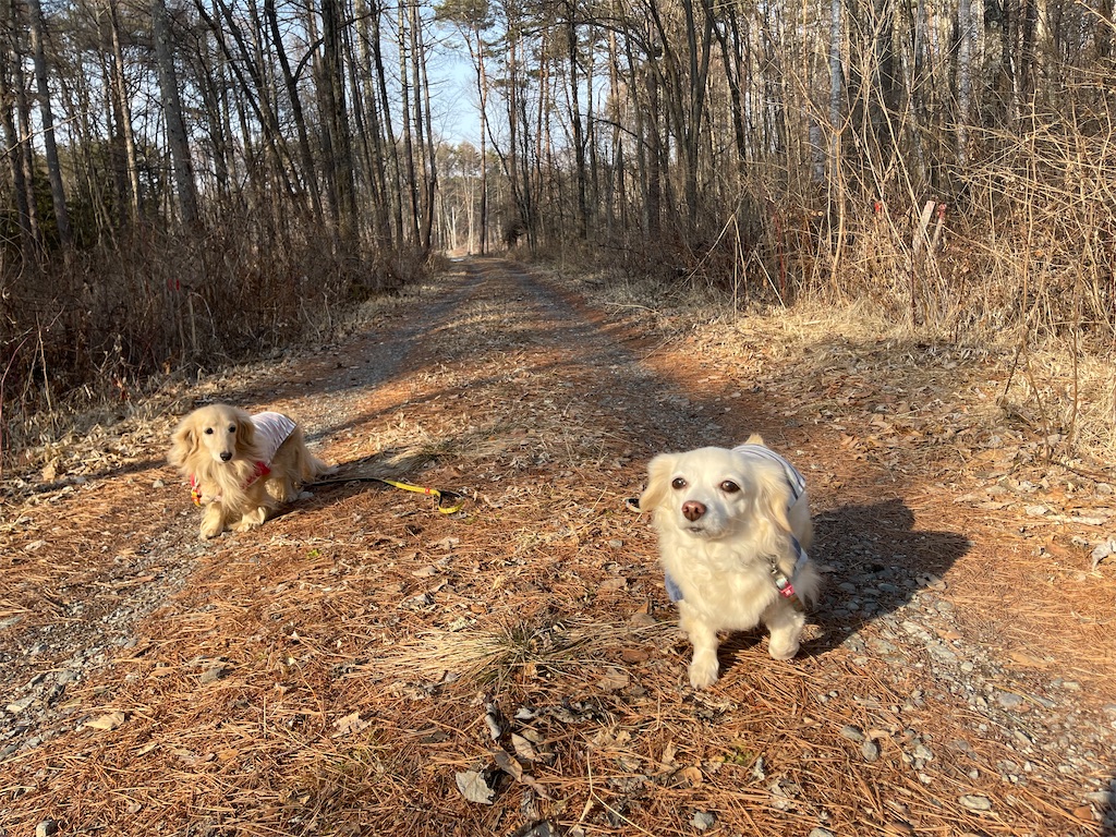 f:id:captaindog082:20210220234930j:image