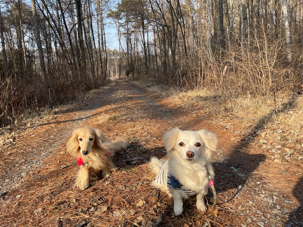 f:id:captaindog082:20210220234939j:image