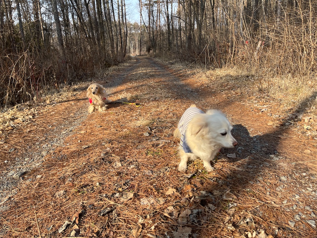 f:id:captaindog082:20210220234946j:image