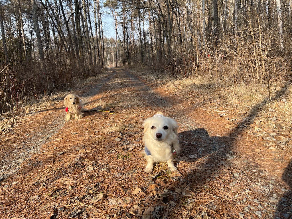 f:id:captaindog082:20210220234959j:image