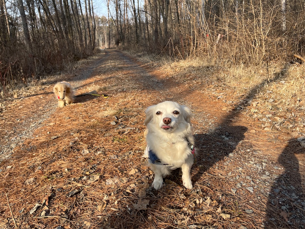 f:id:captaindog082:20210220235004j:image