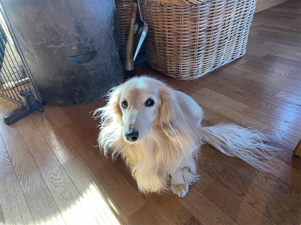 f:id:captaindog082:20210221092117j:image