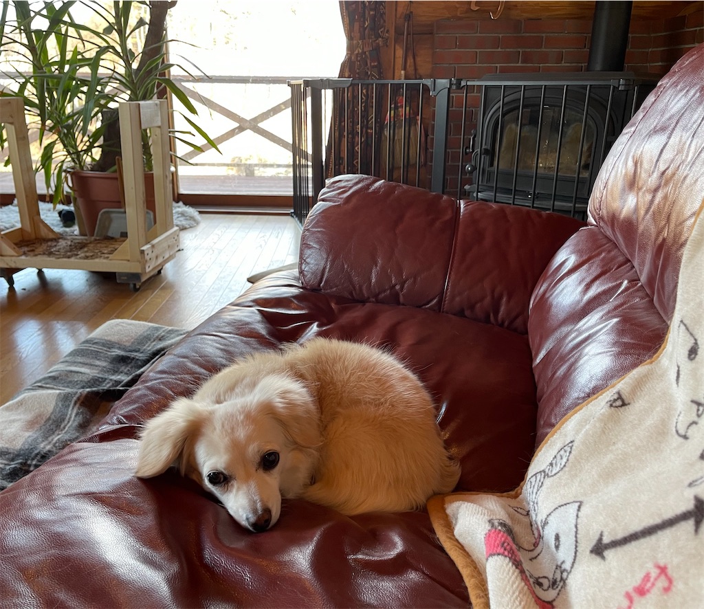 f:id:captaindog082:20210221092121j:image