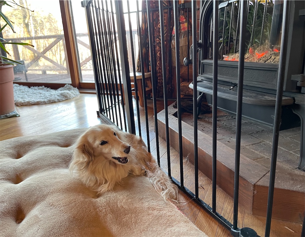 f:id:captaindog082:20210222082842j:image