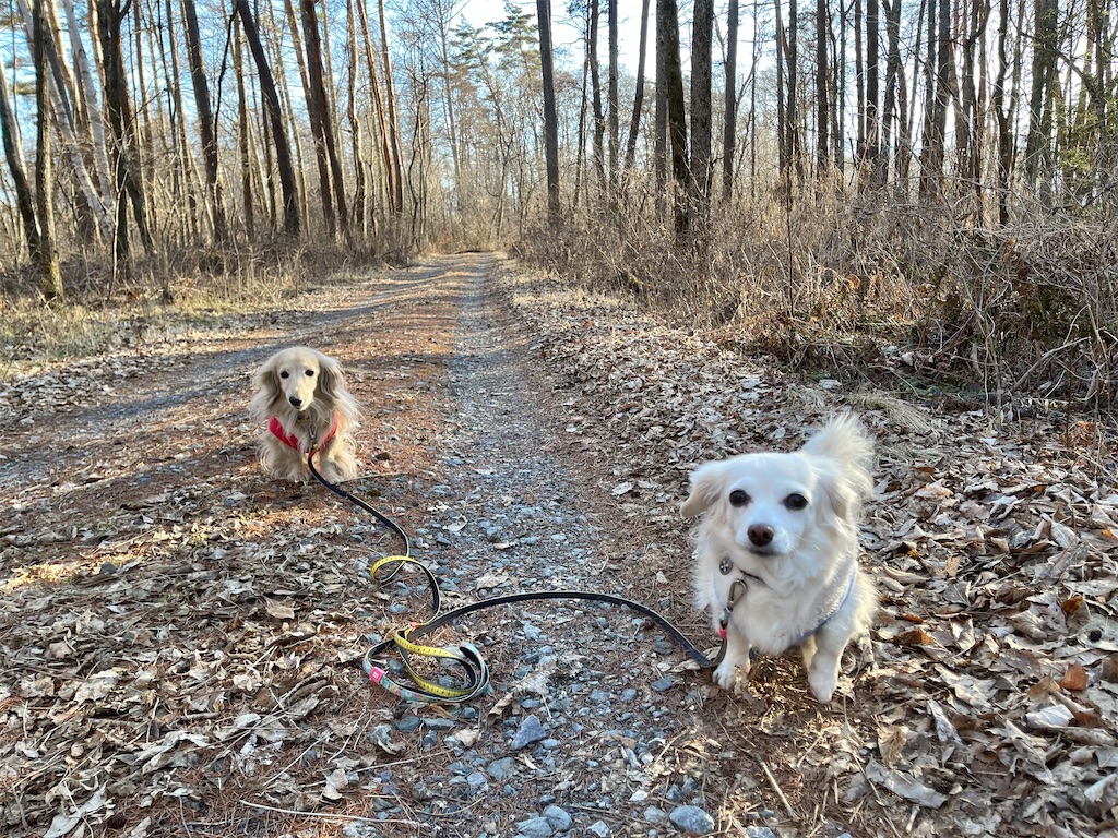 f:id:captaindog082:20210222190904j:image