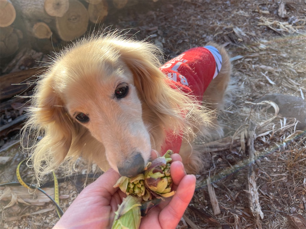 f:id:captaindog082:20210222190908j:image