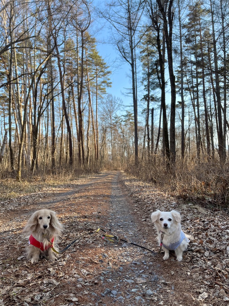 f:id:captaindog082:20210222190912j:image