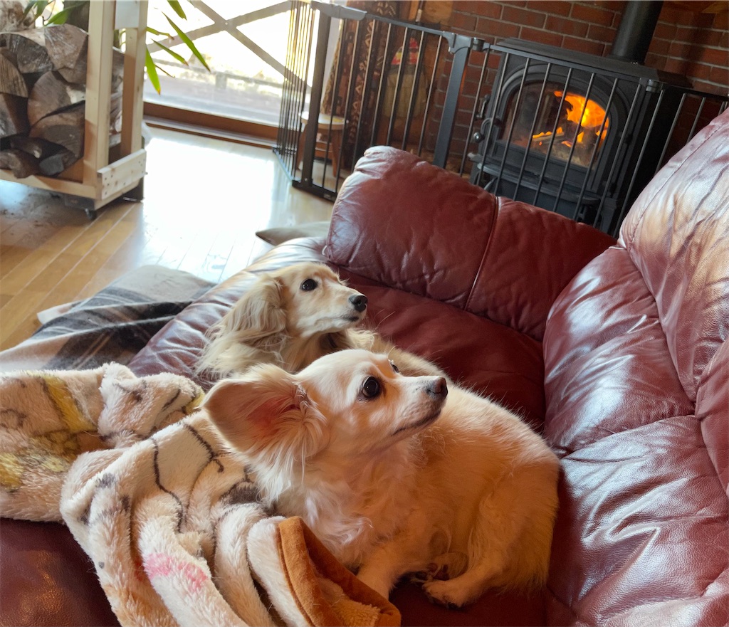 f:id:captaindog082:20210223082829j:image