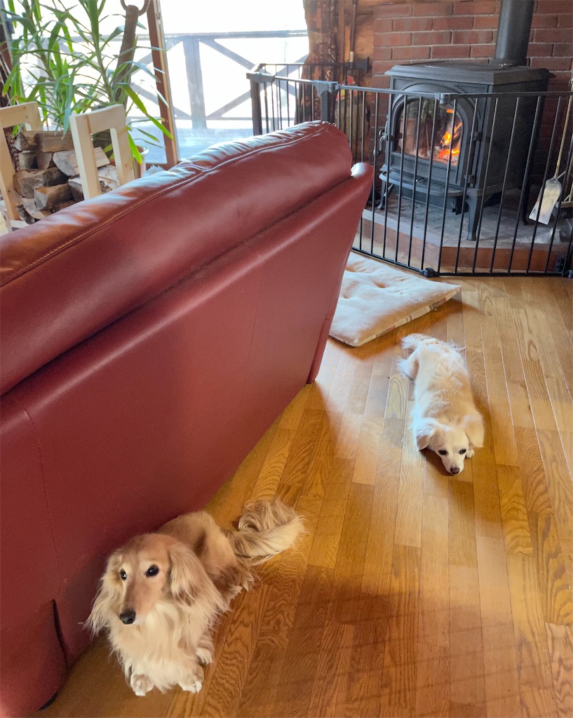 f:id:captaindog082:20210224092108j:image