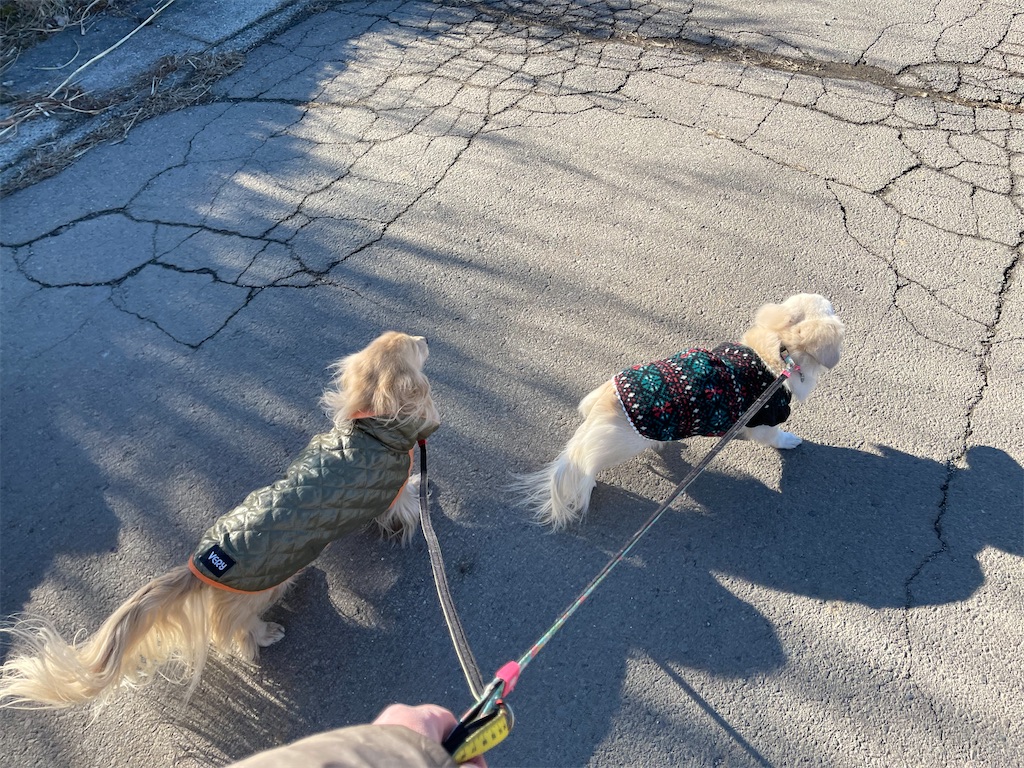 f:id:captaindog082:20210224191206j:image f:id:captaindog082:20210224191206j:image