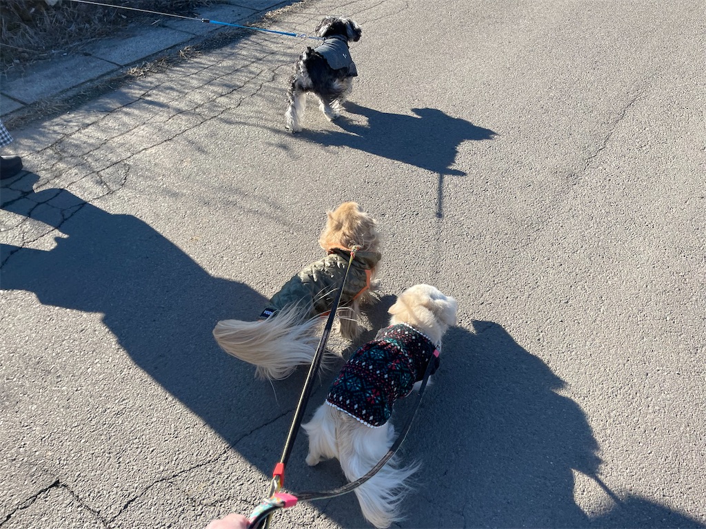 f:id:captaindog082:20210224191210j:image f:id:captaindog082:20210224191210j:image