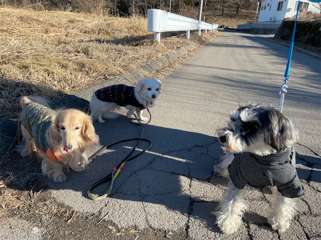 f:id:captaindog082:20210224191347j:image f:id:captaindog082:20210224191347j:image