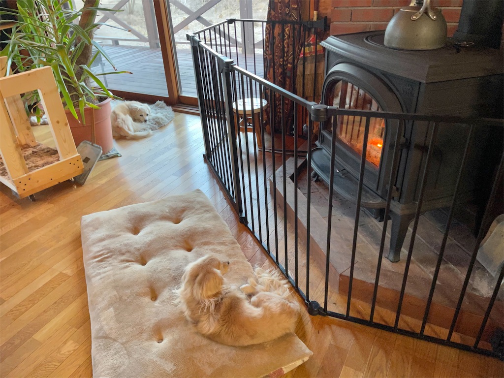 f:id:captaindog082:20210225110614j:image