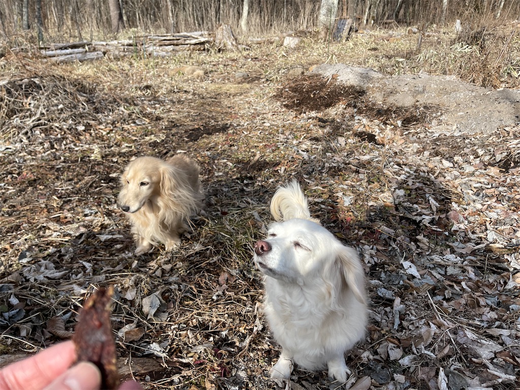 f:id:captaindog082:20210225211201j:image